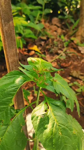AMBASADOR Abamectin 20 EC adalah insektisida berbahan aktif abamektin yang bekerja sebagai racun kontak dan lambung. Efektif membasmi hama seperti trips, kutu daun, tungau, ulat, serangga penggorok daun, dan kutu kebul pada berbagai tanaman.#petaniindonesia🇮🇩🇮🇩🇮🇩🌿🌿 