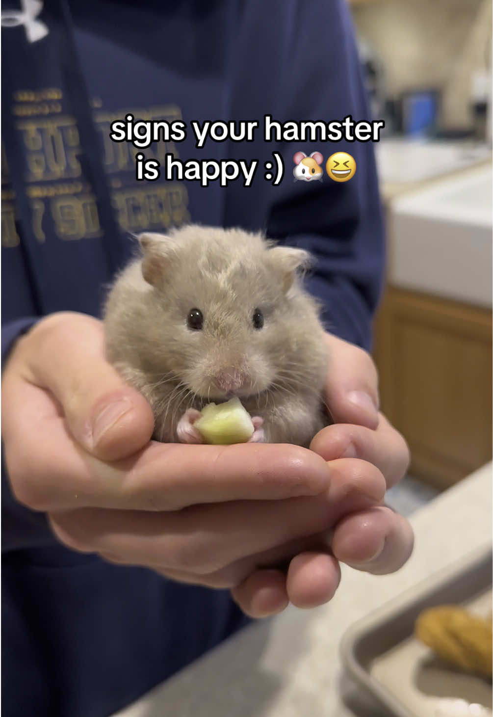 we loveeee happy hamsters :) so happy I know I provide Bernard with a happy life 🥹🤎🫶🏼🐹 #hamster #hamstersoftiktok #educational #happylife #happyhamster 