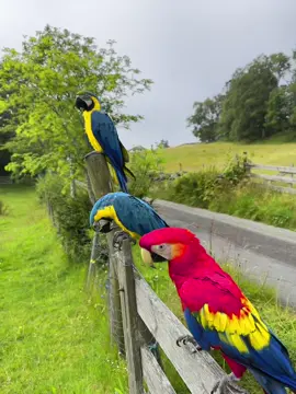 My 3 dragons  ##scarletmacaws##scarletmacaw##macaw##parrot##bird