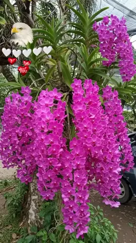 #🤍🤍🤍🤍🤍🤍🤍🤍🤍 # ##ကိုထက် ##🇲🇲 ##🌼🦋🌼🦋🌼🦋🌼🦋🌼🦋 