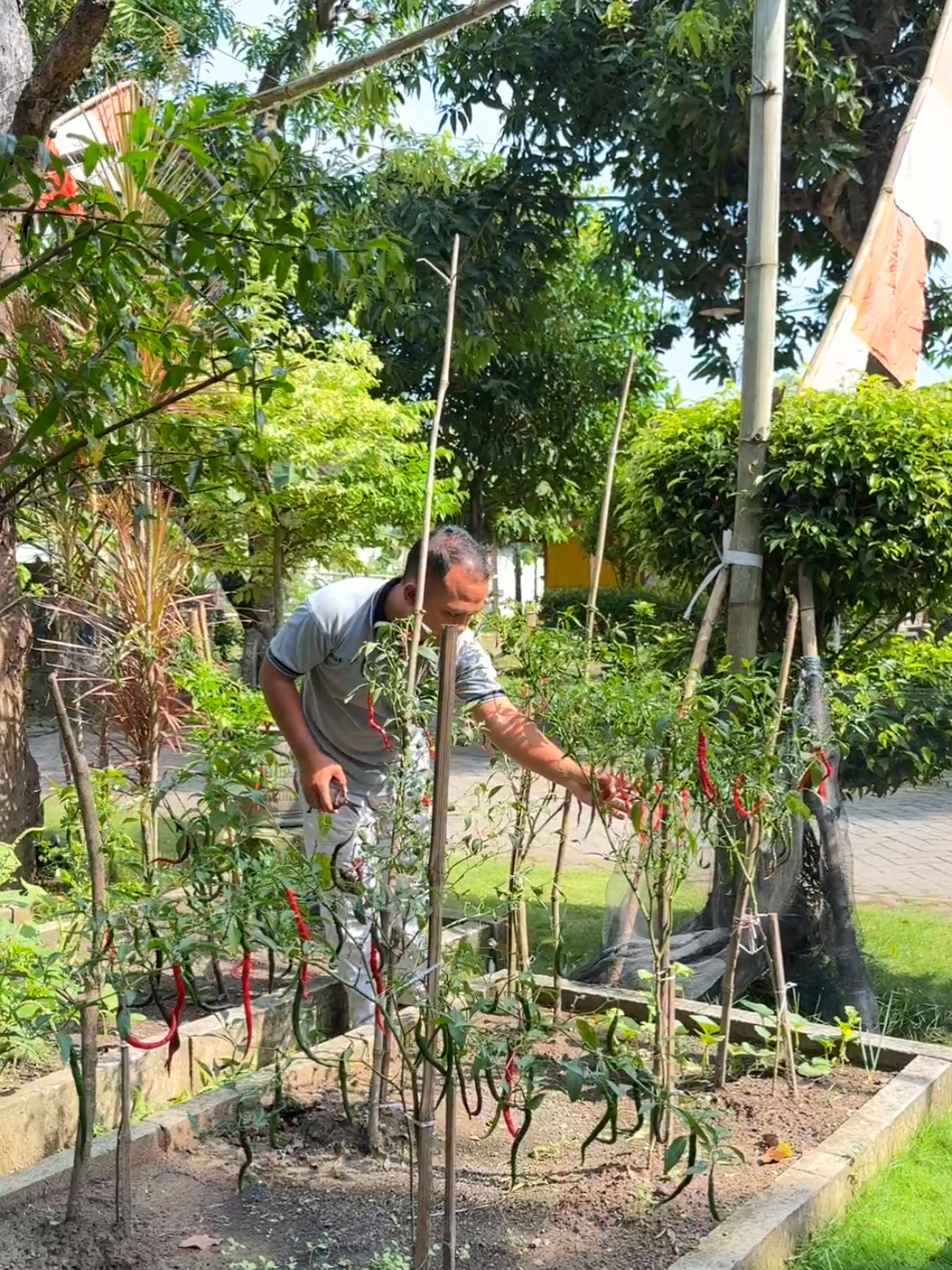 Gimana kalau seperti ini? 🫢 #berkebun #berkebundirumahaja #sayurfresh #zengarden #fyp 