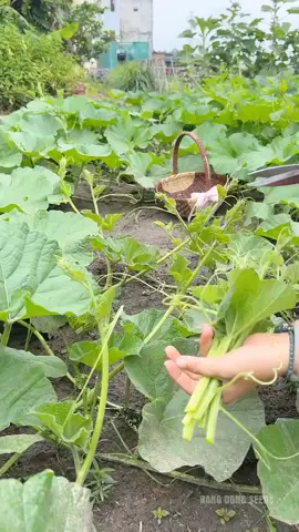 #Plantingvegetables #Vegetableseeds #Freshpicking #Vegetableplanting 