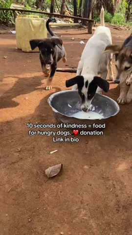🐾 Today, you became their hero. Your $20 gift means a hungry dog will eat a full, nourishing meal instead of going to sleep with an empty belly. That simple act of kindness is a lifeline. Thank you for proving that compassion changes everything. Link in bio.#EveryLifeMatters #SaveTheStrays #ShelterSupport 
