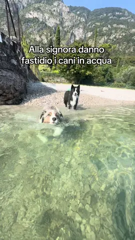 😂 dovevo farlo #estate #cani #mare #lago #2025 