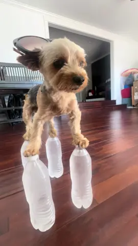 That’s what I call talent (song: ilyTOMMY - fine shyt) #ilytommy #hoodtrap #dogsoftiktok #memecut #tiktok 
