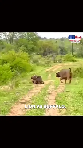 Buffalo vs lion 💀🔥#viewsproblem😭 #unfrezzmyaccount #highrpm #wildanimals  #CapCut 