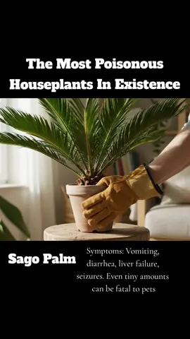 These Houseplants are among the most beautiful - and most poisonous - in the world ☠️💀 #botany #plantsoftiktok #naturefacts #aivideos #natureathome 