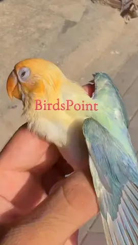 Dun fallow Male Expire #bird #parrot #fyp #onthisday 
