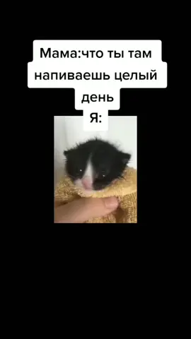 #2021 #вайб #бравлстарс #кот #котики #зима #зима2021 