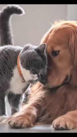 🐾✨ ¡Aunque hoy es feriado, nosotros seguimos aquí para ti y tu peludo! ✨🐾 Nuestra veterinaria atiende con normalidad 💙 Porque la salud de tu mascota no se toma descanso 🐶🐱 📍 Te esperamos en Av. Francia 2565, Valdivia. 📞 632-201298 #Veterinaria #MascotasFelices #Feriado #AtendemosIgual #CuidadoAnimal 
