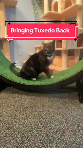 The best cat for this job 💯 #tuxedocat #tuxedocatsoftiktok #catwheel @One Fast Cat 