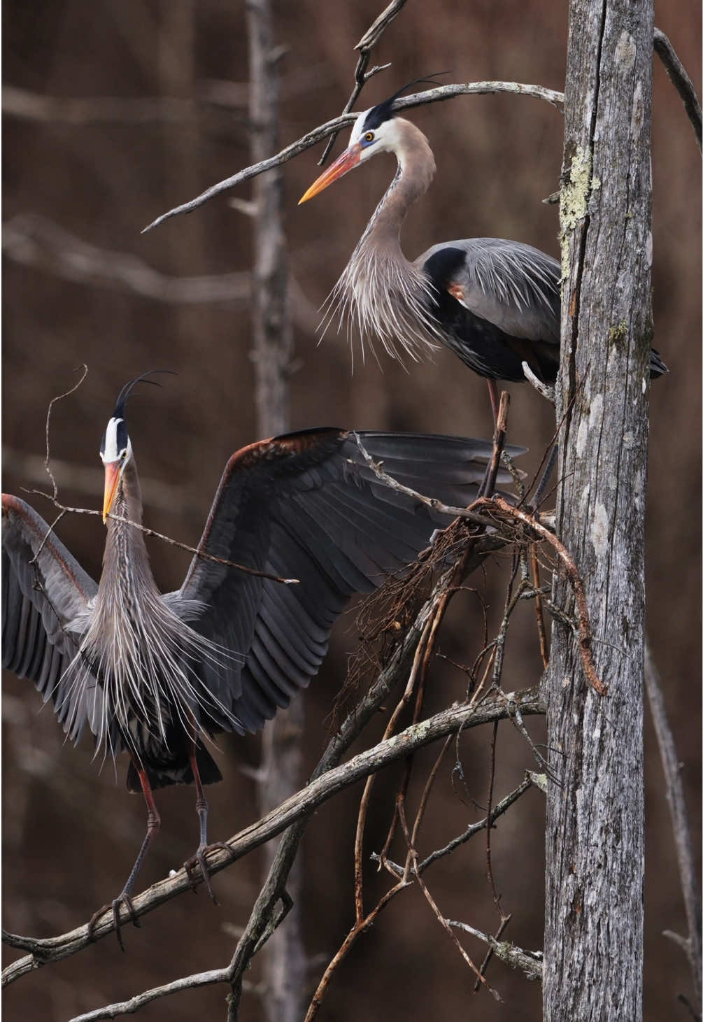 Le grand héron dans toute sa splendeur! #wildlifephotography #CanadaWildlife #ExploreCanada #birdlover 