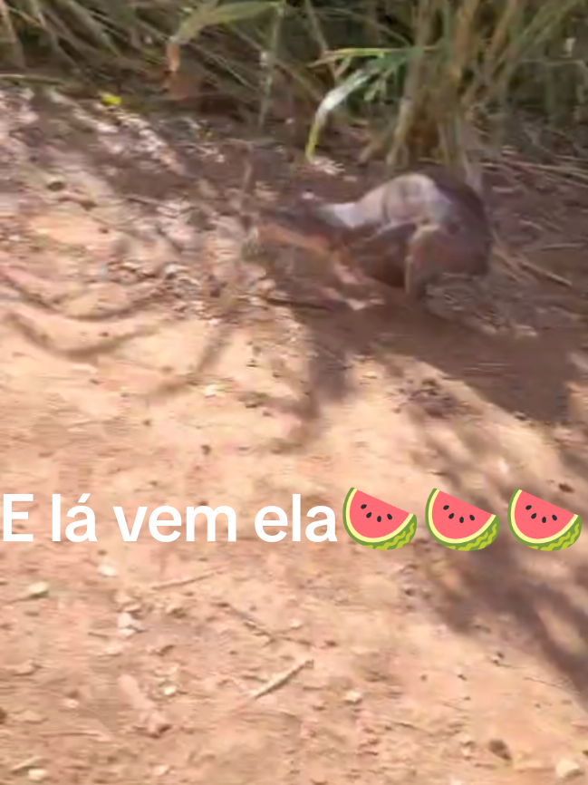 Passou igual um relâmpago 🤣 🤣 🤣  . . . . . . . #beagle #paca #caça #caçador #fyp 