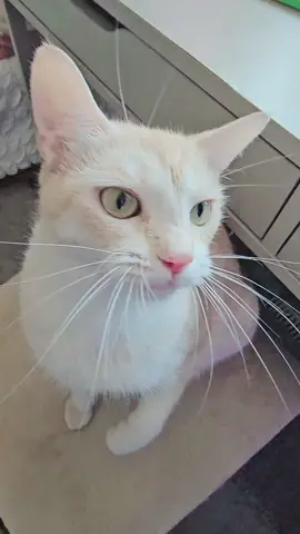 #kitty #먀오 