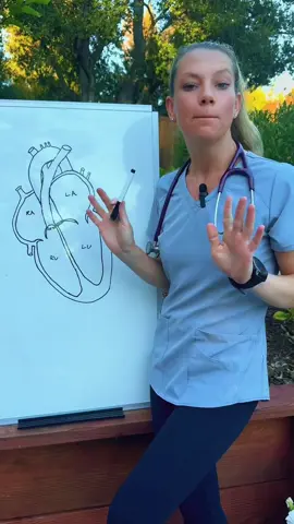 Breaking down blood flow in the heart 🫀   Deoxygenated blood —> right atrium —> right ventricle —> lungs 🫁  Oxygenated blood —> left atrium —> left ventricle -> rest of the body  When the mitral valve is diseased and fails to close properly, some of the blood regurgitates into the left atrium with each contraction. This backflow generates turbulence, producing the characteristic sound of a heart murmur. 🩺  Myxomatous mitral valve disease is the most common acquired heart disease in dogs. It is mostly (but not always) seen in older smaller breed dogs 🐶  ➡️ Follow for more simple cardiology explanations! #vetstudent #vettech #vetnurse #nursingstudent