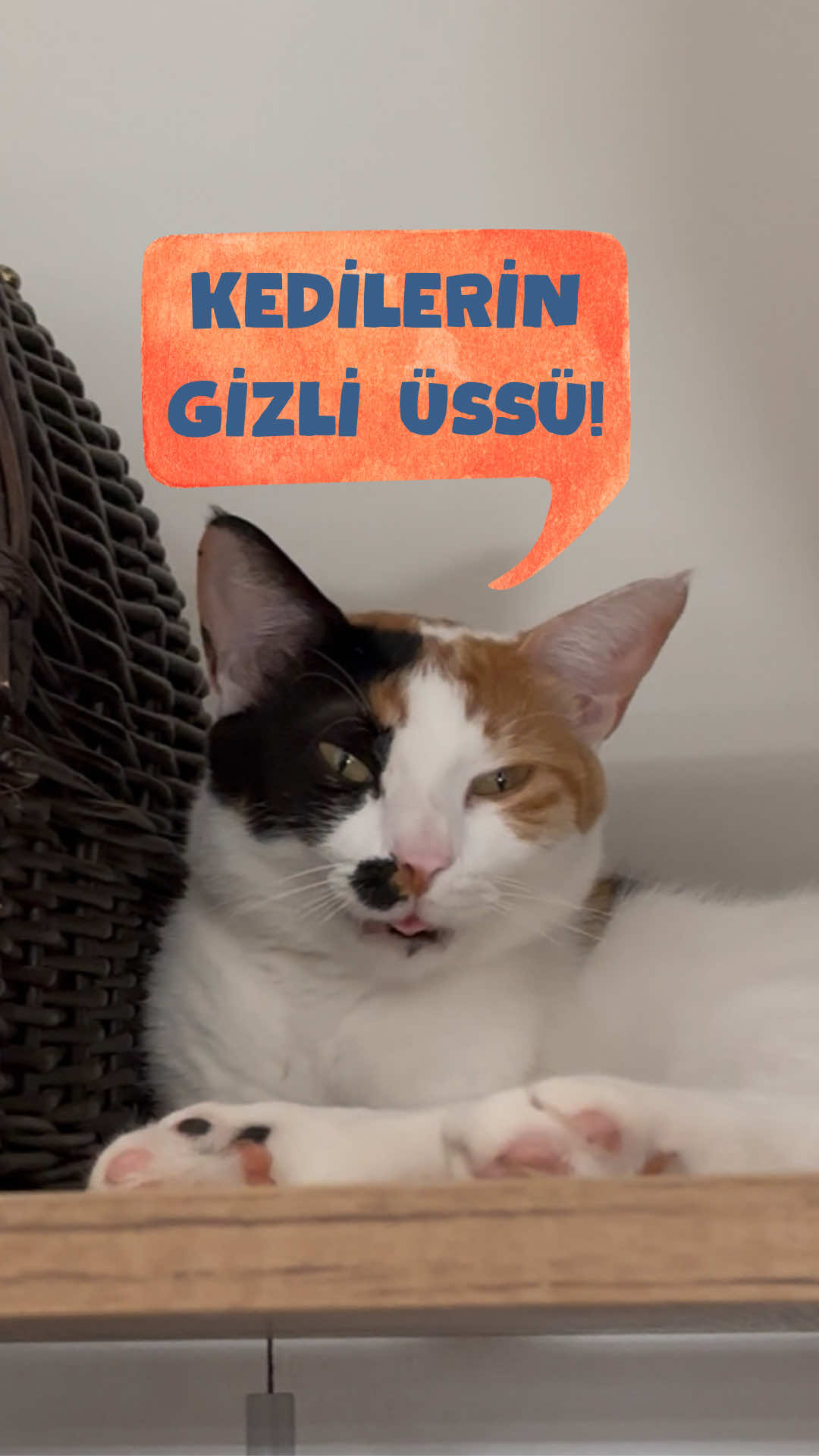 İzle ve gör! #kedi 