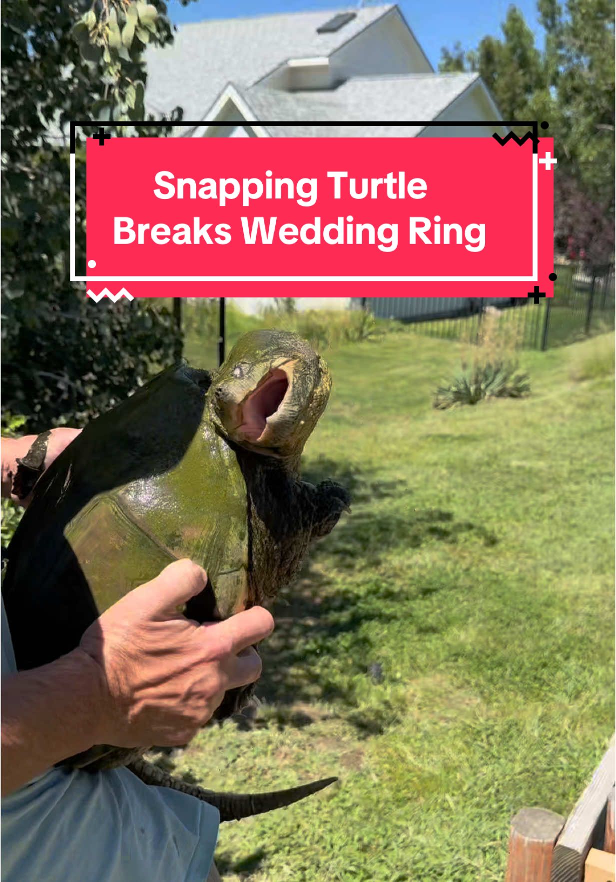Snapping Turtle Breaks Wedding Ring 😱🐢💍