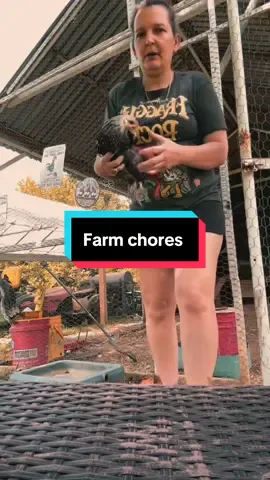 #fyppppppppppppppppppppppp #chickensoftiktok #catchingbabychicks 