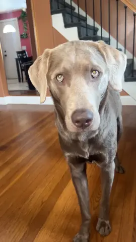 Do we think he’s gonna be good?😂💙##fyp##lab##Latitude##silverlab##puppy
