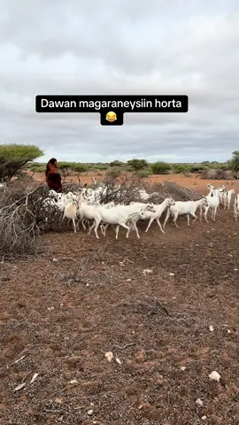 #dhaqankenawaadhaxalkena🇸🇴❣️ #galmuduggirl #somalitiktok 