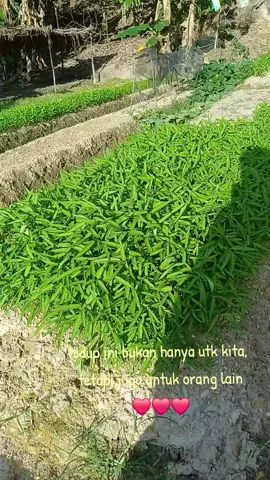 kebun sungai kuli 1582025
