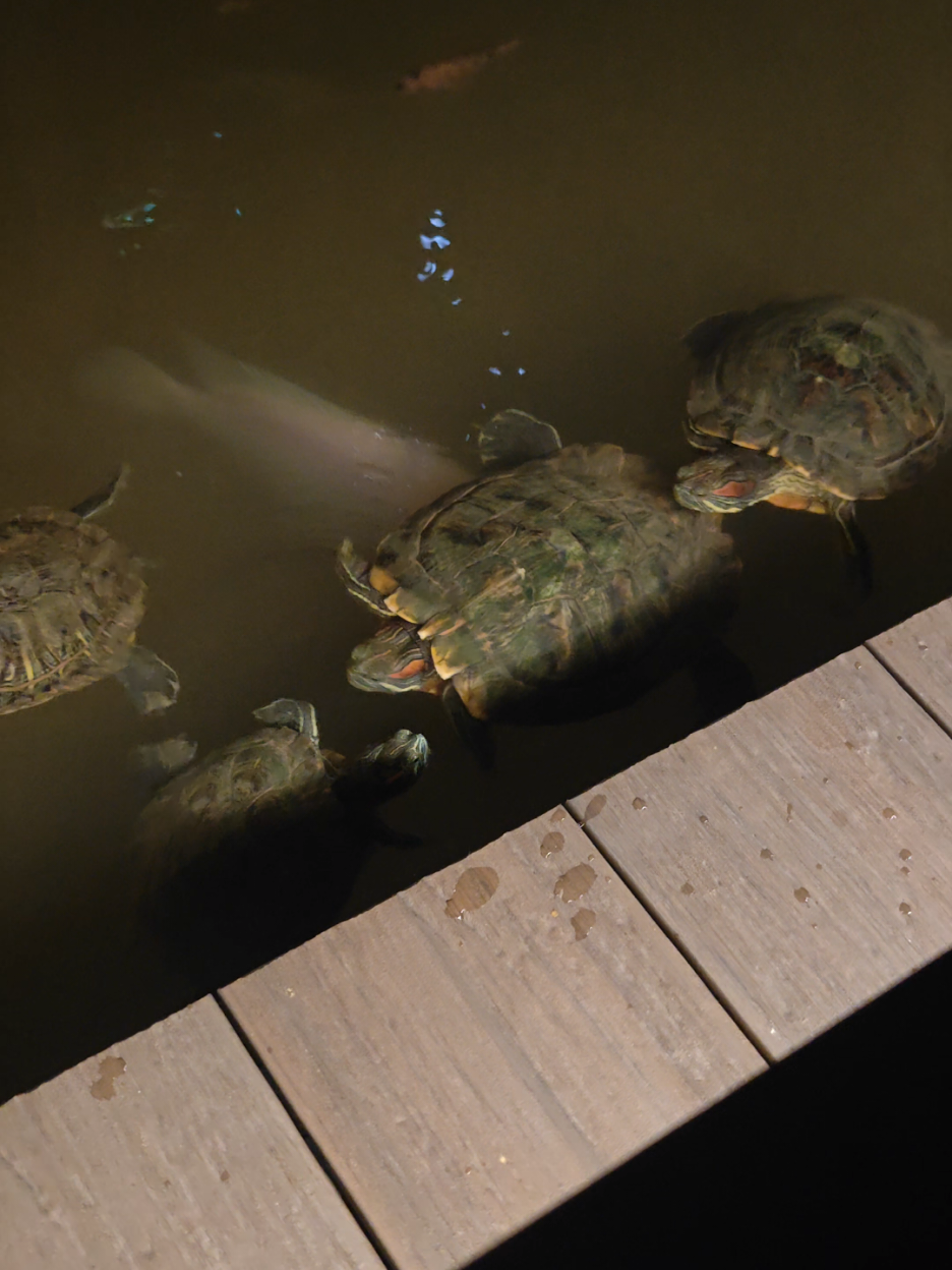 Turtles near my house @dbssg  @sqkiimouse  #huntthemouse 