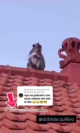 Respuesta a @Ricardo Correcha Gua #fansdedoblajequillero #umortiktok #doblajequilleroinc  