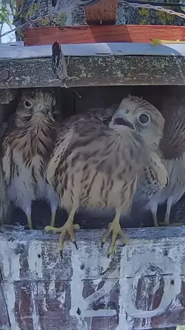 Kestrel’s afraid of butterfly. Immediately thought of this audio #fyp