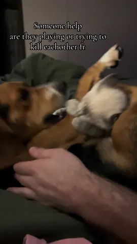 Does this warrant intervention #viraltiktok #dog#cat#foryou #fypシ゚viral 