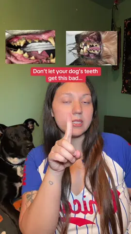 Don’t let your dog’s teeth get his bad.  @Pet Honesty dental powder can help decrease the rate of plaque and tartar buildup! #pethonesty #dogdentalcare #doghealthtips #dogcare #tiktokshopcreatorpicks 