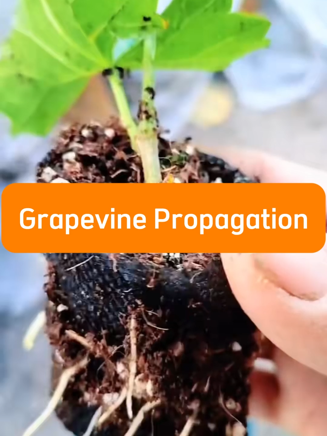 Grapevine propagation #viral #plant #plants #planting #planttips #plantcaretips #propagation #plantcare