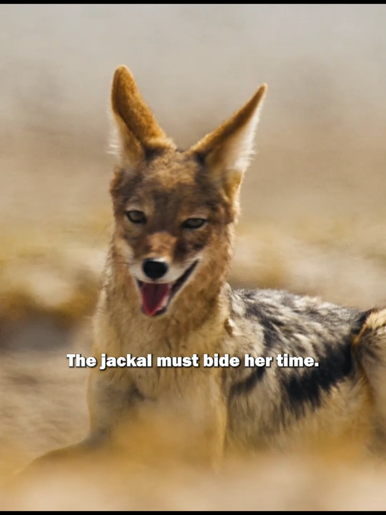 #vrial #animals #fyp #animalworld #wildanimals 