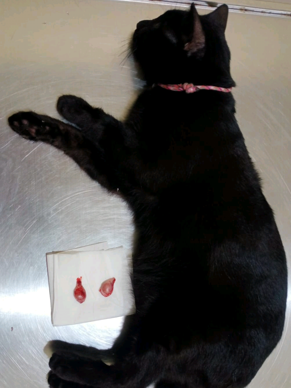 His name is 𝐁𝐨𝐥𝐮 (☞ ͡ ͡° ͜ ʖ ͡ ͡°)☞ Idk why my sis named him Bolu. I mean 𝙱-𝙾-𝙻-𝚄. This doesn’t even sound like a pet’s name, right? The fact, it’s a ᴄᴀᴋᴇ 😭😭 But I can’t deny it… bolu cake is yummy, although it’s kinda a bit too sweet for me.  His color is black, but when you see him under the sun he turns golden brown and shiny, shimmer shimmer, shimmering syalalalaa ✨ #sterilkucing #ねこ #sterilization #bolu #august2025 