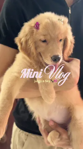 Hi golden guys 🐾🎀 aquí un vlog de un día en el veterinario con Sky🧑🏻‍⚕️💉💊 #goldenretriever #goldenretrieverpuppy #goldenpuppy #pets #PetsOfTikTok #petlover #goldenretrieversoftiktok #Vlog #minivlog #petlife #mascotastiktok #fyp #vlogger #petvlog #petinfluencer #foryou #panama #chitre 