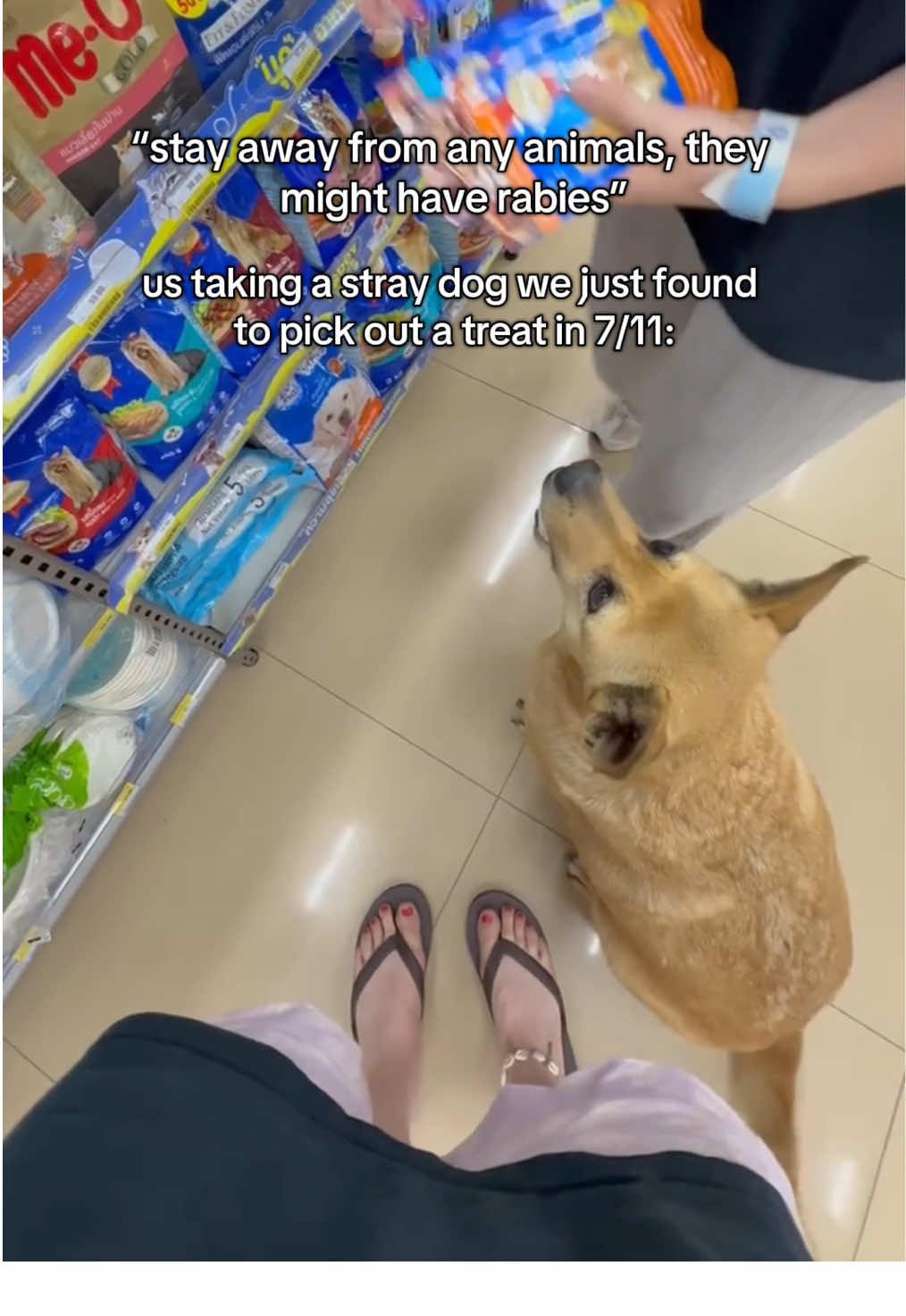 the most deserving 🫶 #travel #711 #thailand #dog #backpacking 