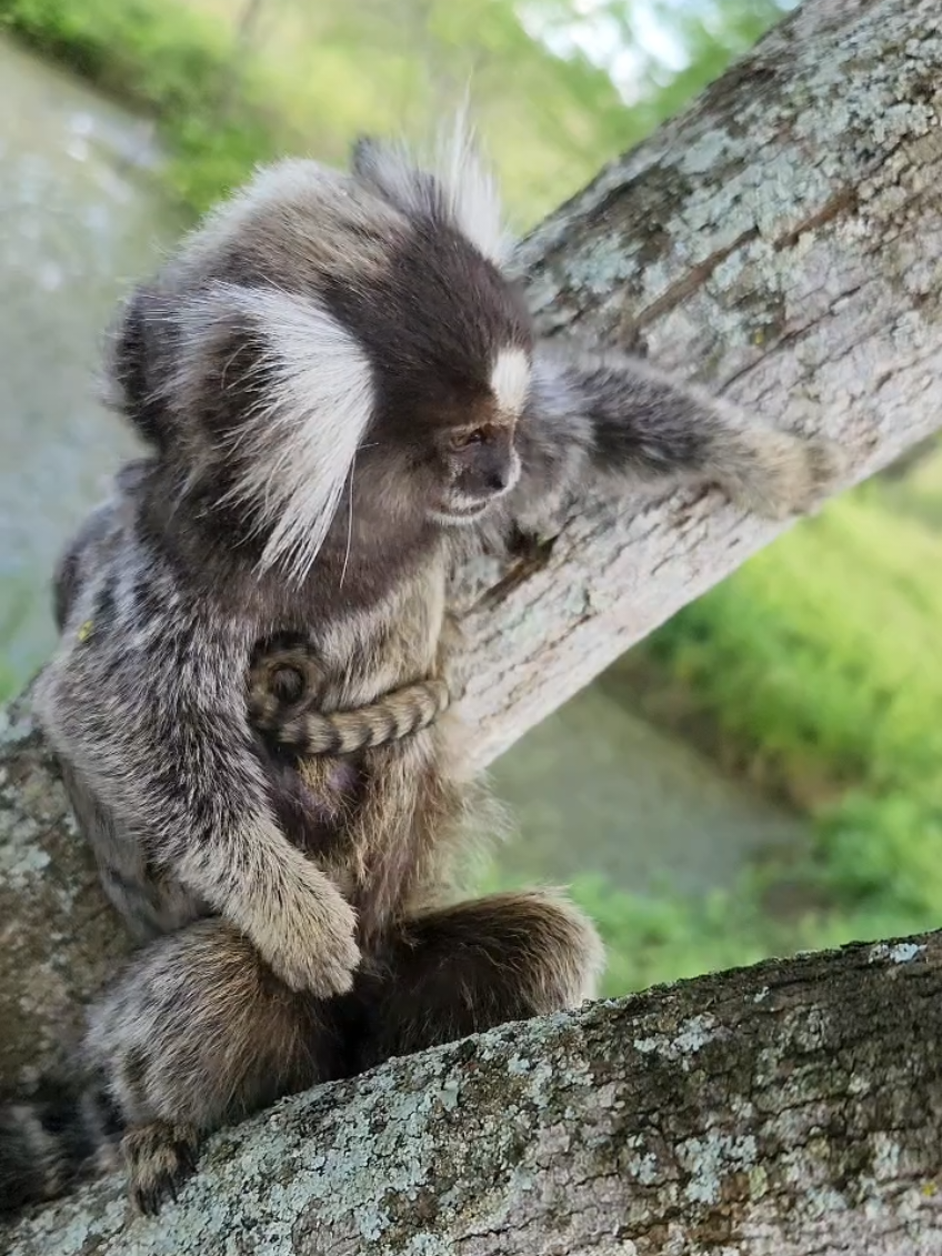 O sagui adolescente doido pra se livrar dos filhote na costa. #silvestres #sagui #soim #primata #saguideestimação 