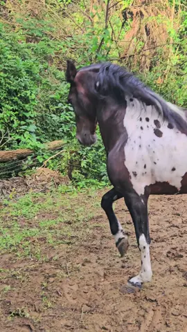 #pampa #mangalarga #paixao #cavalos 