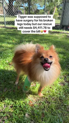 We can’t let Tigger down 😭💔… Our rescue still needs $4,411.78 to cover his surgery for two broken legs. We are almost halfway there but his surgery is scheduled for TODAY!! In just a few hours, this baby will be on the operating table, finally getting the chance to heal… but we cannot make that happen without you! Tigger came to us at only 10 months old, both of his legs broken, confused and in pain, yet still trying to wag his tail when we spoke to him. Most rescues would choose to euthanize a case like this, but we see something so much bigger in him. We see the sparkle in his eyes when someone shows him kindness. We see the way he pushes through the pain, trying to stand even when it hurts. We see the little hop he carries with him as if to say, “I’m not giving up.” He deserves a chance to run again, to play again, to know what it feels like to be loved and safe without pain. We promised him that he would never be failed again, but we cannot keep that promise without your help. If you can find it in your heart to share his story with a friend, or if you can give even a small donation, you will be part of saving Tigger’s life. Your kindness today could be the reason this sweet boy walks again. 🔗 Link in bio to donate #pomeranian #rescuedog #shelter #puppy 