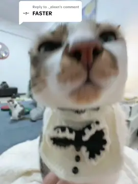 Replying to @._elexn hello scratch scratch scratching at triple speed. #asmr #meowing 