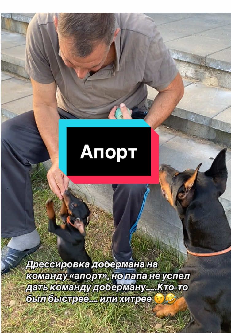 Дрессировка добермана на команду «апорт», но папа не успел дать команду…. #доберман #цвергпинчер 