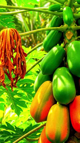 #creatorsearchinsights  Papaye #jardin #garden #gardentok #gardening 