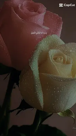 #❤️❤️❤️❤️❤️❤️❤️❤️❤️❤️❤️❤️❤️❤️❤️❤️❤️❤️🌺🌺🌺🌺 
