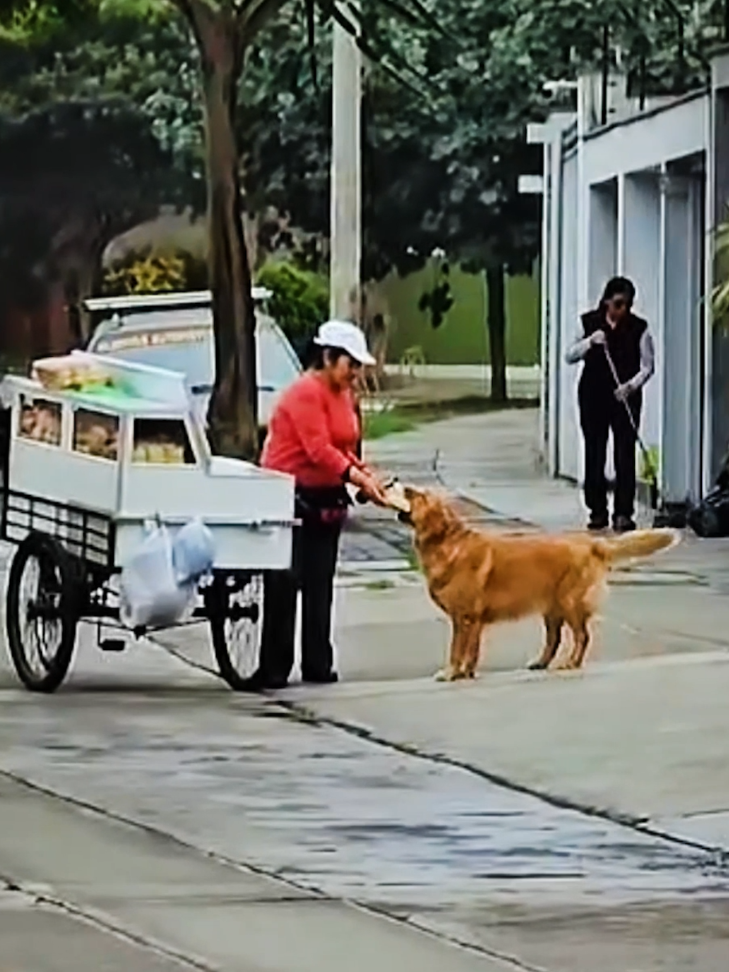 We wouldn't be able to say no either 🥹🥖 #goldenretriever #dogs #feelgood