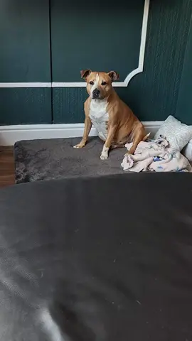 #myfurbaby #irishstaffie #nannysbaby