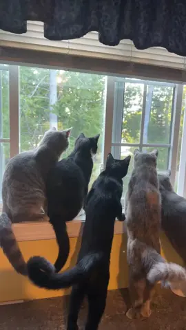 oh, the drama #catsoftiktok #kittensoftiktok #wildwest 