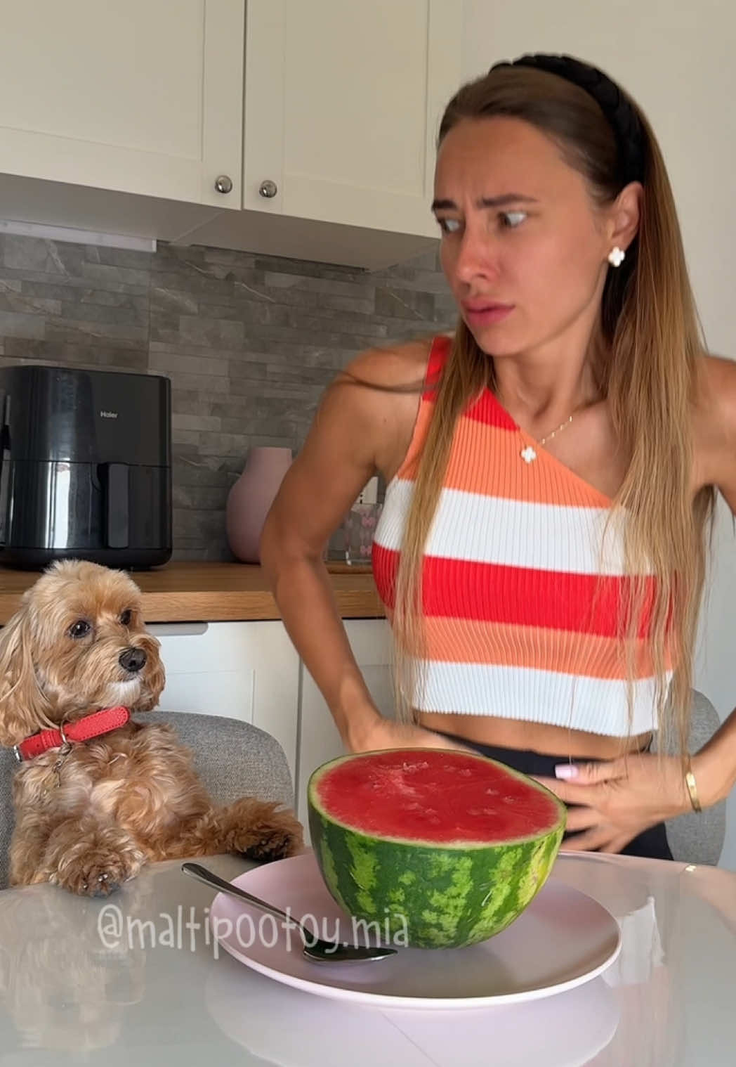 Il Furto d’Anguria a Sorpresa” 🍉🐾 #maltipoo 