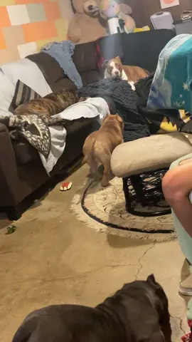When you have the kids that tolerate and will play with the boys . That’s Mazda and Lucci . Then you have the kids that say absolutely not , that’s Chevy and Gigi #bullybreeds #pocketbully #pitbullsoftiktok #catsoftiktok #roadto20k 