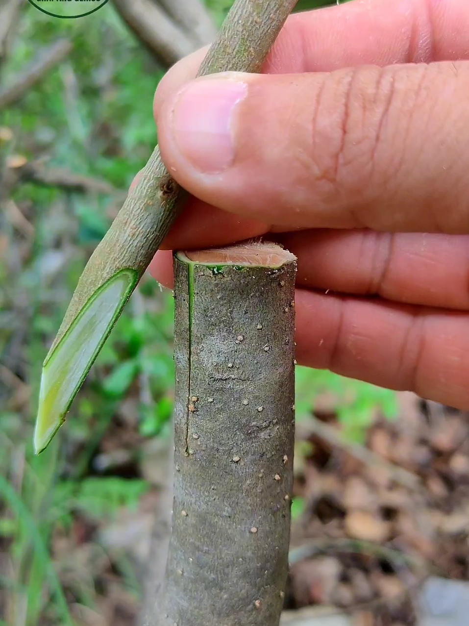 Best grafting techniques #olive #grafting #agriculture #fyp #foryoupage❤️❤️ 
