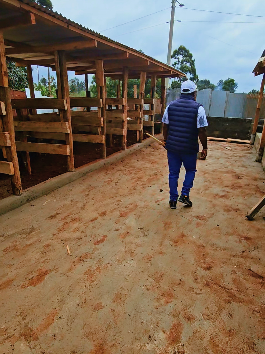 Final touches on this 15 cows cowshed 