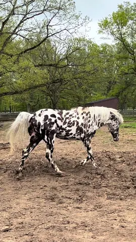 Leopard horse #horses #friesian #appaloosa 